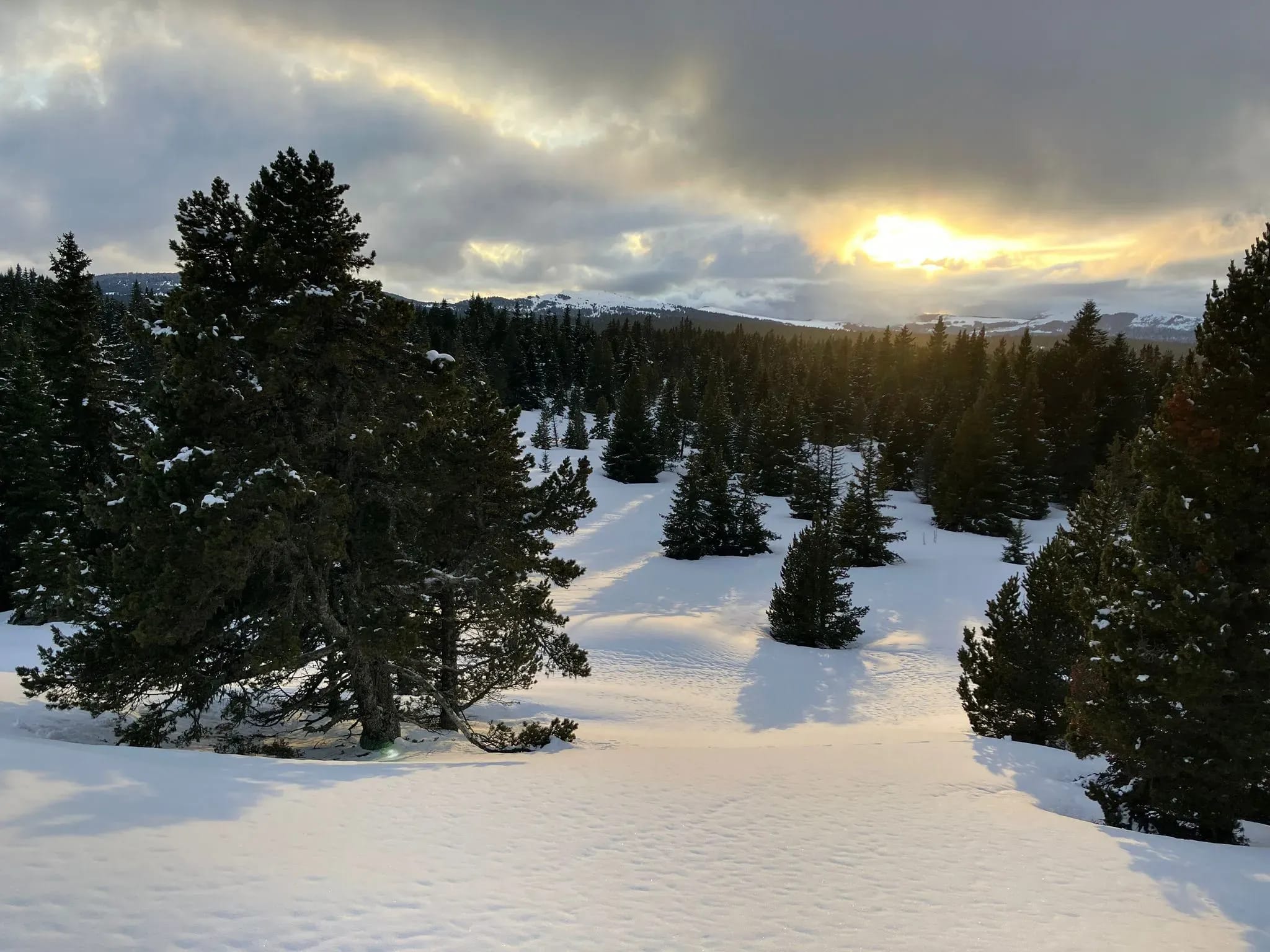 Soleil couchant sur un plateau enneigé parsemé d’épicéas