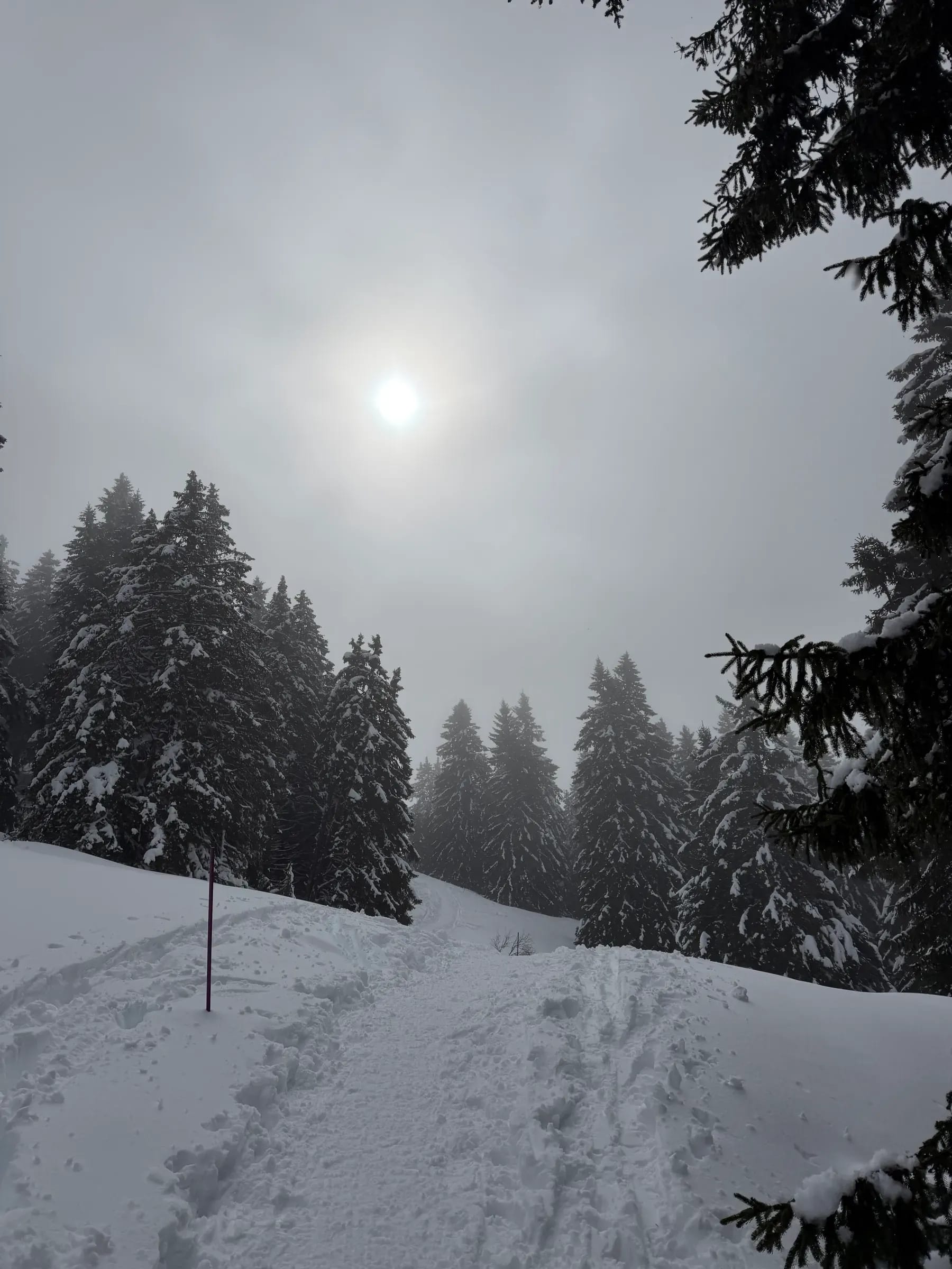 Soleil voilé sur la forêt d’hiver